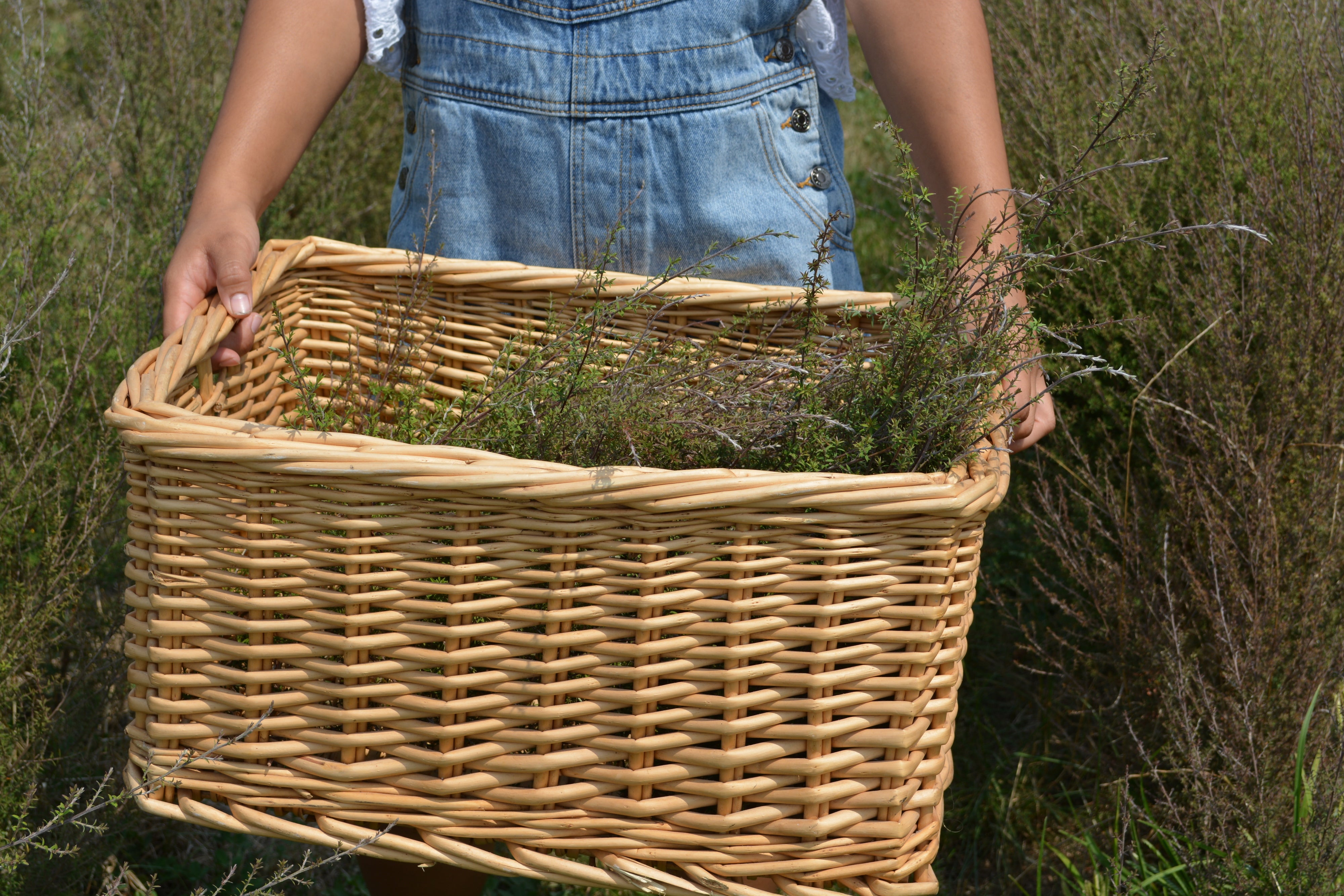 Organic Manuka Leaf in cane basket from New Zealand