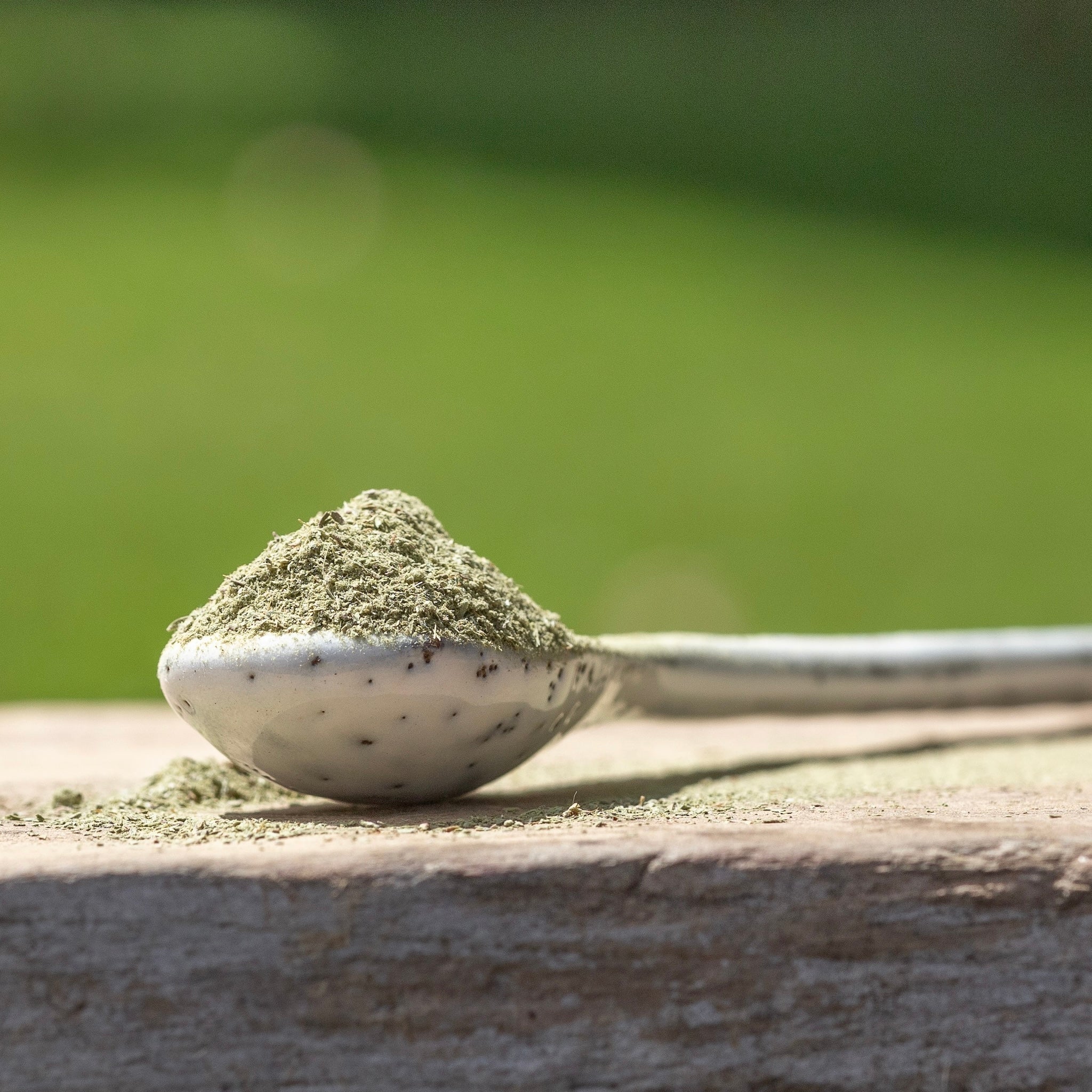 Manuka tea powder in a spoon gaba rich